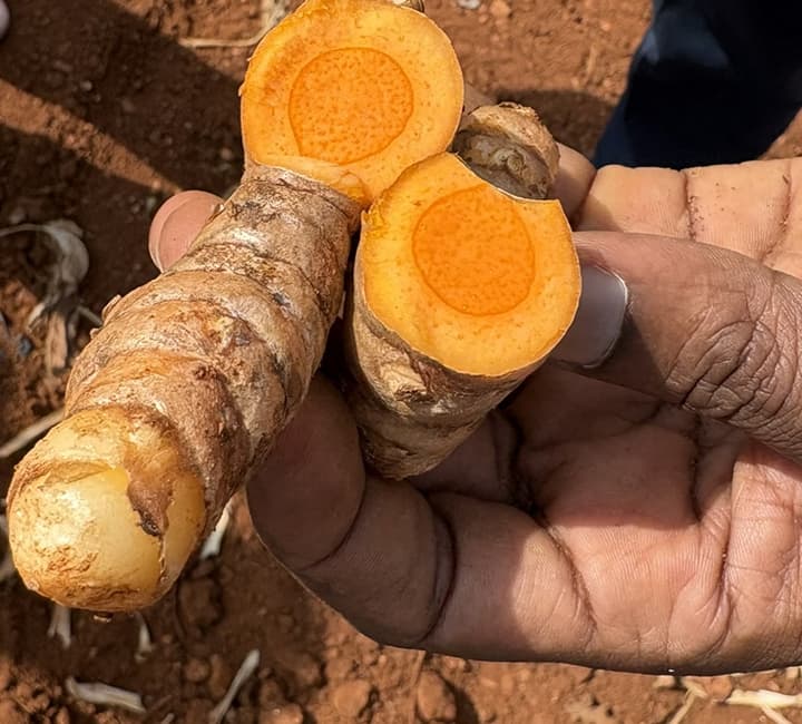 Fresh-cut turmeric rhizomes held in a farmer’s hand