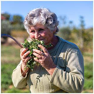 Farmer inspecting freshly harvested herbs in a field
