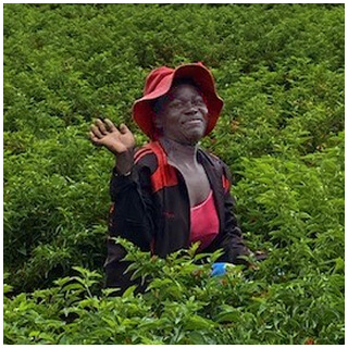 Farmer standing among rows of green crops