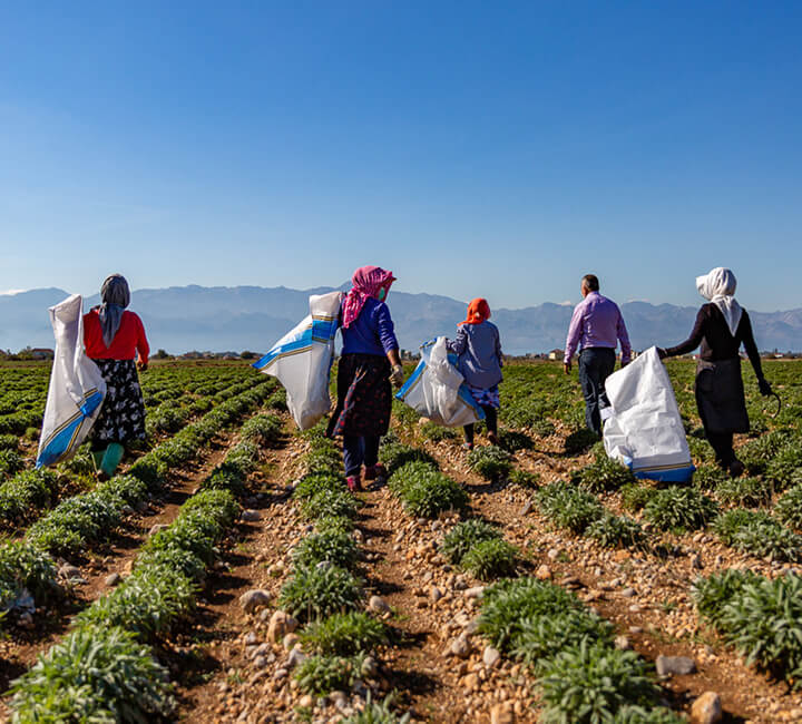 Farm workers carrying harvest sacks through crop rows