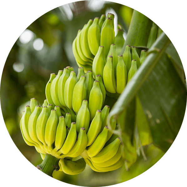 Green bananas growing on a banana plant