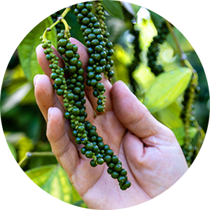Green black peppercorn clusters growing on the vine