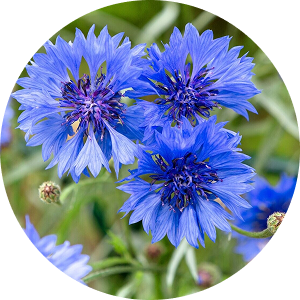 Blue cornflower blossoms