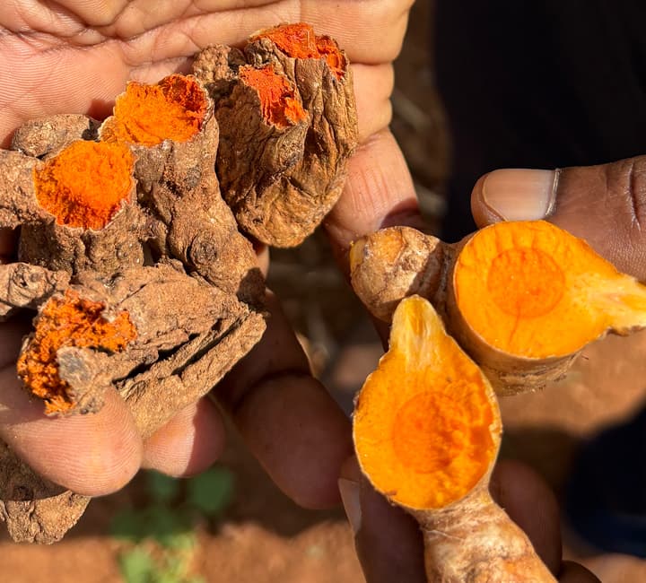 Fresh-cut Salem Madras finger turmeric rhizomes held by a farmer