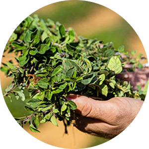 Freshly harvested oregano held by a farmer