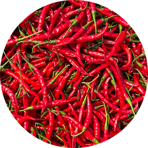 Harvested red chilies grown in India