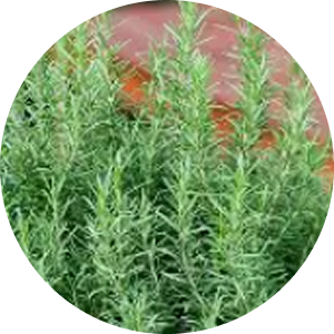 Rosemary plants growing in the field