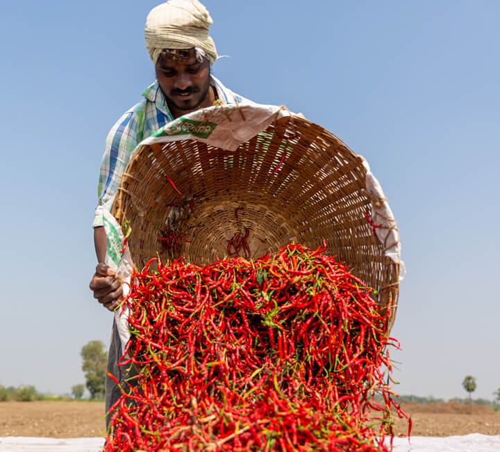 Farmer pouring harvested red chilies from a woven basket