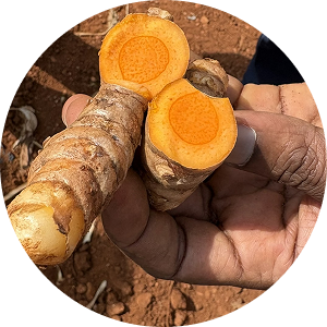 Fresh-cut turmeric rhizomes showing bright orange interior