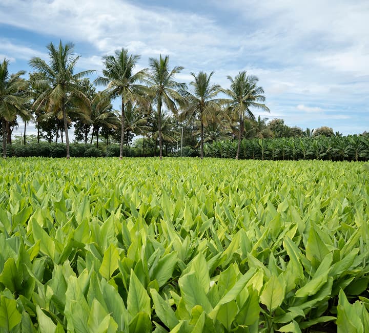 Turmeric crop field used for Terova turmeric rhizome extract